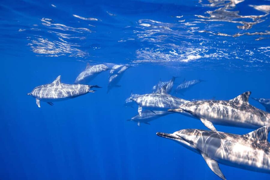 S. Tenerife: 2 Dives for Beginners (Beach + Boat Experience) - Key points to know before booking
