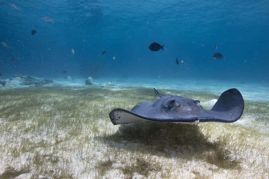 S. Tenerife: 2 Dives for Beginners (Beach + Boat Experience) - The best and weakest parts of the experience