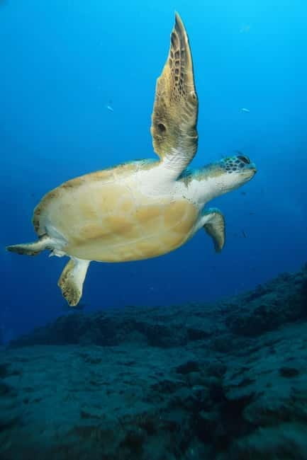 S. Tenerife: 2 Dives for Beginners (Beach + Boat Experience) - Why this South Tenerife introduction works for first-timers