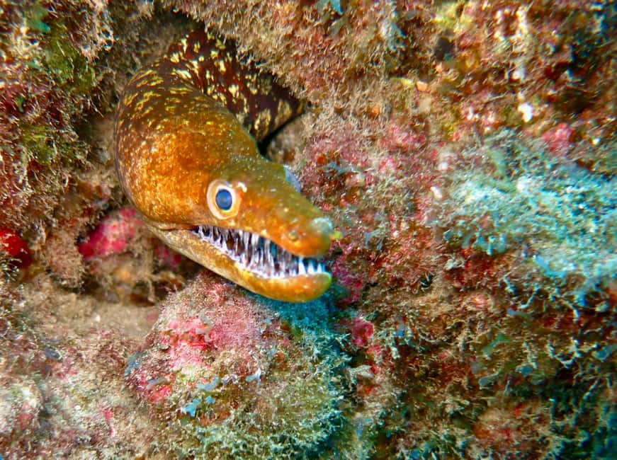 S. Tenerife: 2 Dives for Beginners (Beach + Boat Experience) - The 30-minute break before the boat