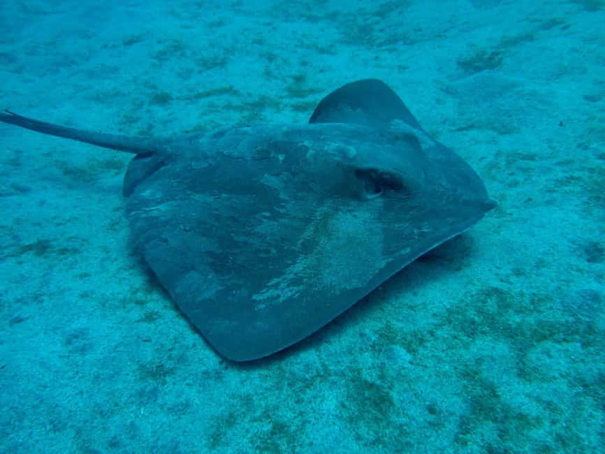 S. Tenerife: 2 Dives for Beginners (Beach + Boat Experience) - What the $135 price really covers