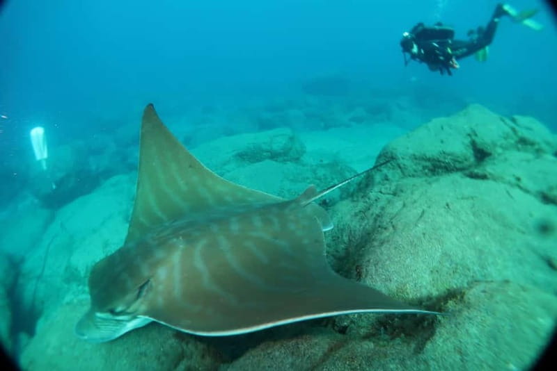 S. Tenerife: 2 Dives for Beginners (Beach + Boat Experience) - Medical rules and who should skip it