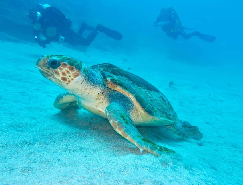 S. Tenerife: 2 Dives for Beginners (Beach + Boat Experience) - Timing, transport, and the weather question