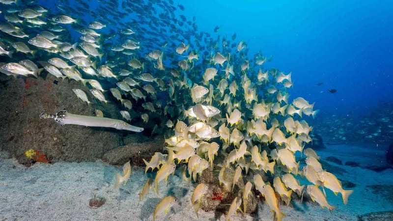 S Tenerife: Guided Boat Dive for Qualified Divers - Key points to know before booking