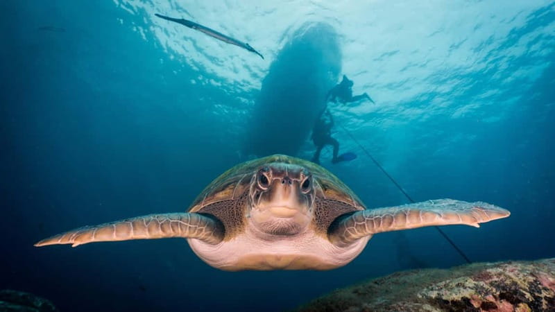 S Tenerife: Guided Boat Dive for Qualified Divers - Why the $77 price can make sense