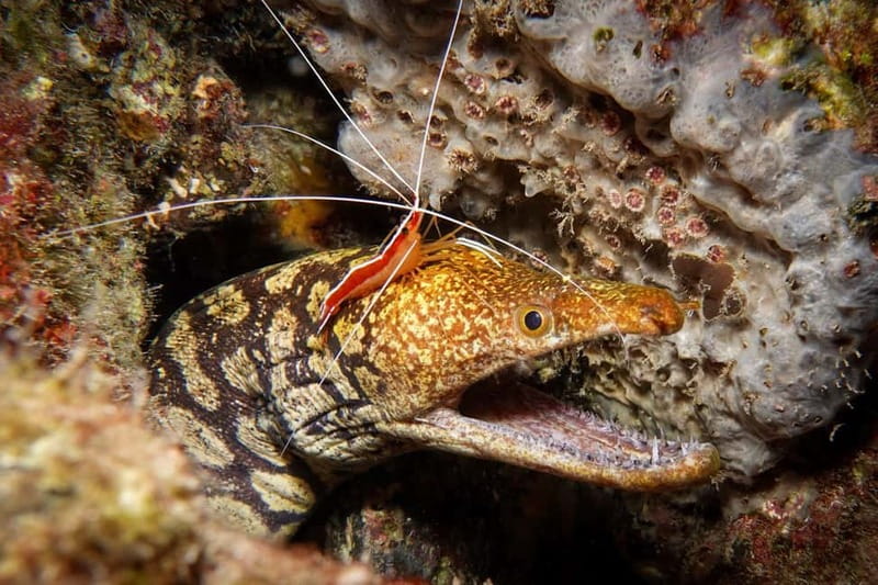 S Tenerife: Guided Boat Dive for Qualified Divers - What to bring and what to leave behind
