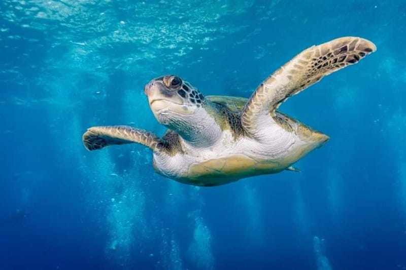 S Tenerife: Guided Boat Dive for Qualified Divers - A five to 15-minute ride from Los Cristianos