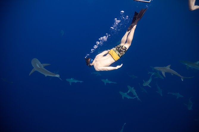 Safe and Educational Shark Dive from Haleiwa: Sharks Guaranteed - The boat ride becomes a marine biology class