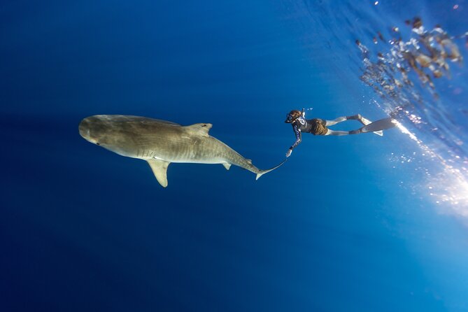 Safe and Educational Shark Dive from Haleiwa: Sharks Guaranteed - Entering the water with sharks nearby