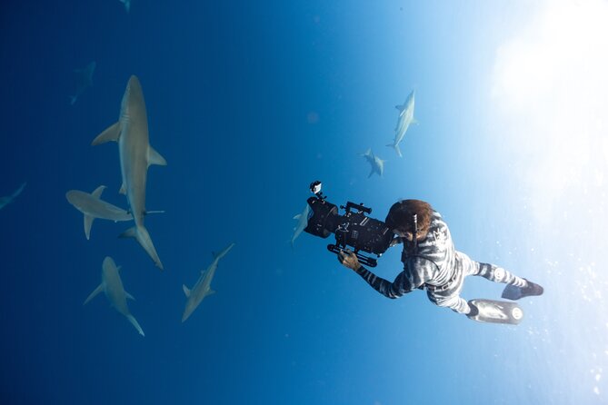 Safe and Educational Shark Dive from Haleiwa: Sharks Guaranteed - What you might see besides sharks