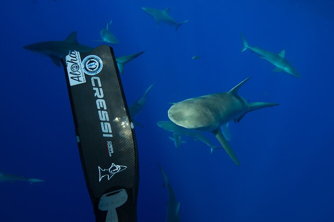 Safe and Educational Shark Dive from Haleiwa: Sharks Guaranteed - How safe does it feel?