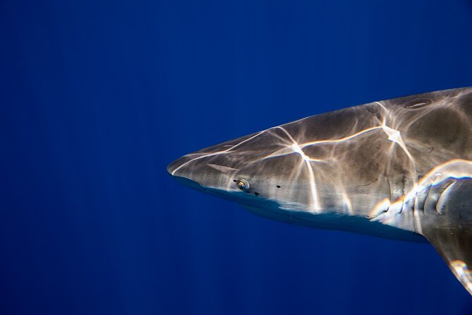 Safe and Educational Shark Dive from Haleiwa: Sharks Guaranteed - The value of $165.71 per person