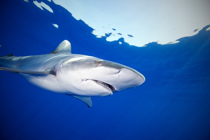 Safe and Educational Shark Dive from Haleiwa: Sharks Guaranteed - Who will enjoy this most