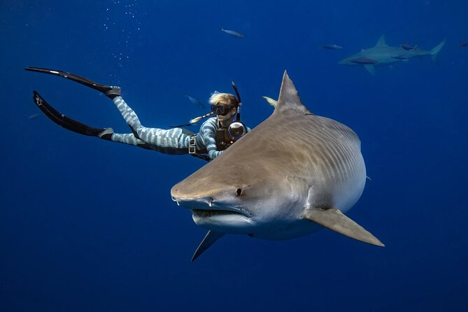 Safe and Educational Shark Dive from Haleiwa: Sharks Guaranteed - Arriving at Haleiwa Commercial Loading Dock