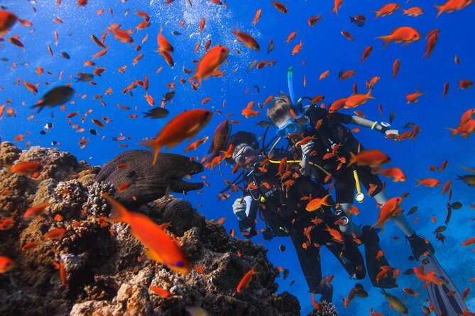 Safe Try dive-Personal instructor, 1:1 experience, Top boat - Afternoon choice: another session or a quiet snorkel