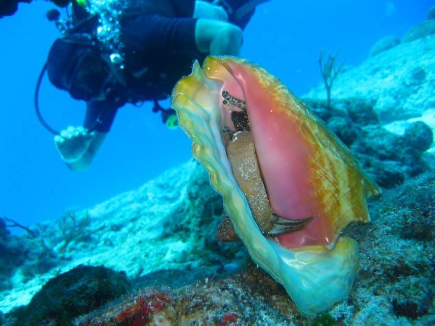 San Domino, Tremiti: try scuba, first diving experience - Why San Domino makes a good first scuba setting