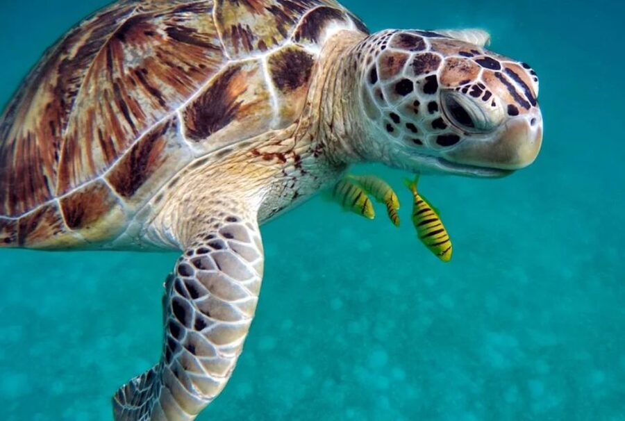 San Domino, Tremiti: try scuba, first diving experience - Getting fitted with scuba equipment
