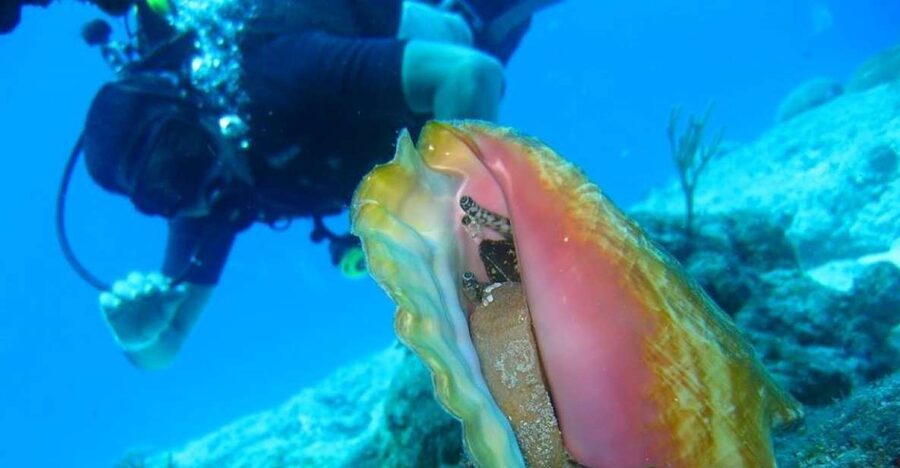 San Domino, Tremiti: try scuba, first diving experience - Meeting the instructor at Aquodiving