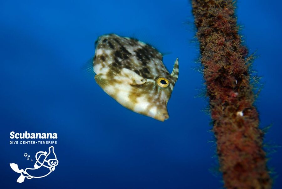 Santa Cruz de Tenerife: PADI Introductory Dive - Practical Details That Matter