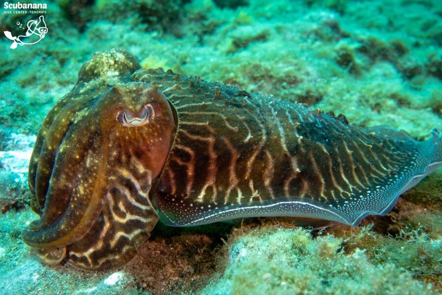 Santa Cruz de Tenerife: PADI Introductory Dive - One Hour in the Protected Bay of Radazul