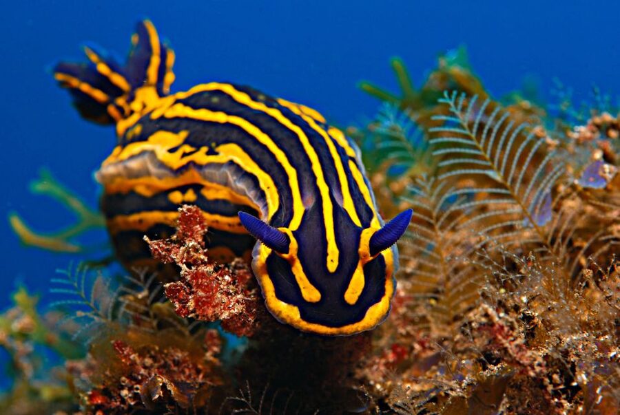 Santa Cruz de Tenerife: PADI Introductory Dive - Following the Instructor Underwater