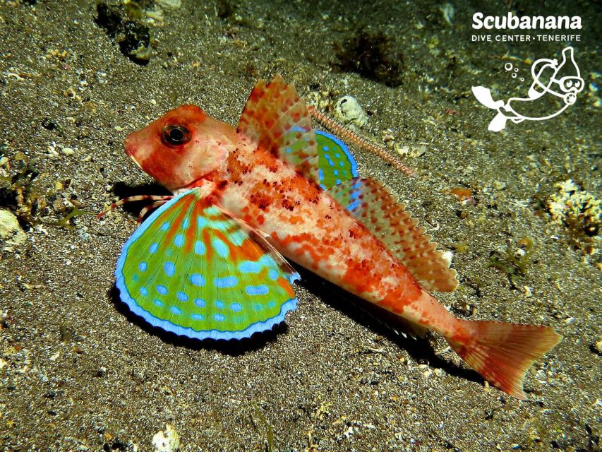 Santa Cruz de Tenerife: PADI Introductory Dive - Is $152 a Fair Price?