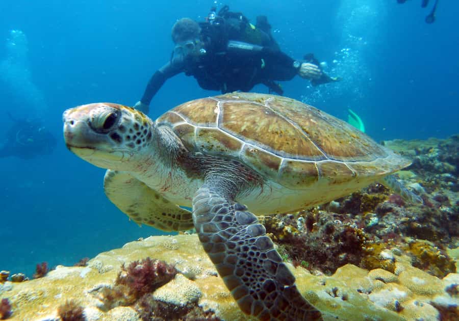 Santa Maria: Discover Scuba Diving - The afternoon boat trip from 14:00