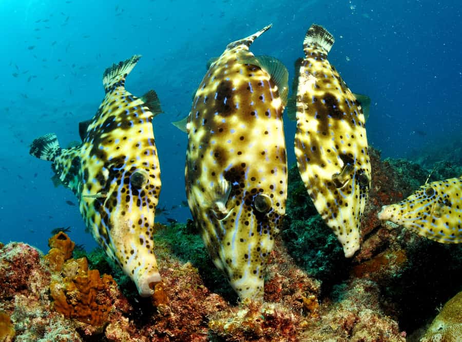 Santa Maria: Discover Scuba Diving - The morning lesson at 8:30