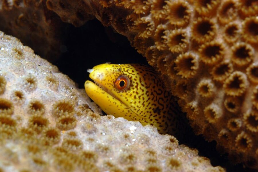 Santa Maria: Half-Day Diving Trip in Sal with Pickup - The first session, 18 to 35 meters