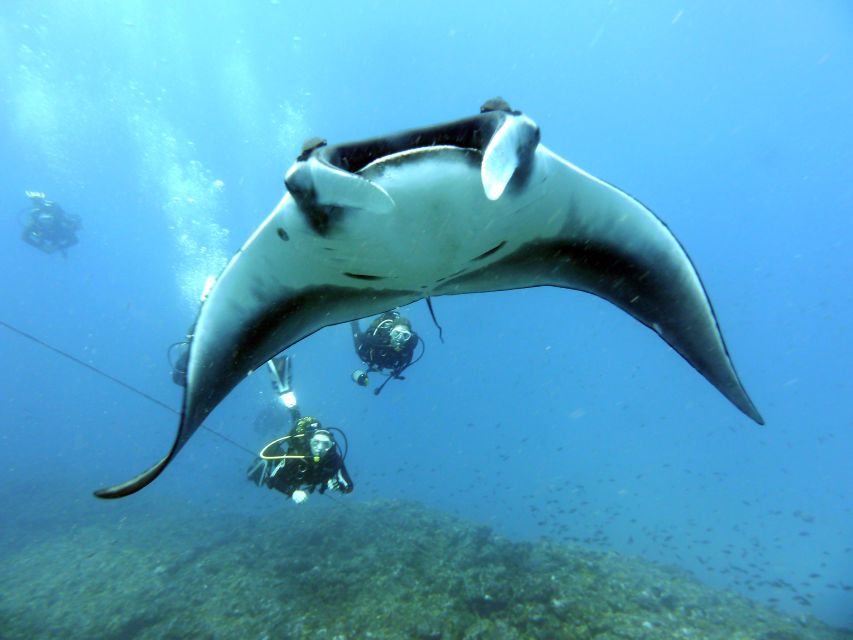 Santa Maria: Half-Day Diving Trip in Sal with Pickup - Safety, weather, and the real limits of the plan