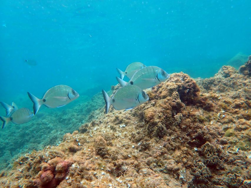 Santa Pola: 3-Hour Scuba Diving near Tabarca - Key points to know before booking