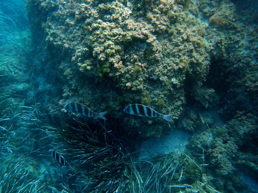 Santa Pola: 3-Hour Scuba Diving near Tabarca - Meeting at Scuba Elx in Santa Pola
