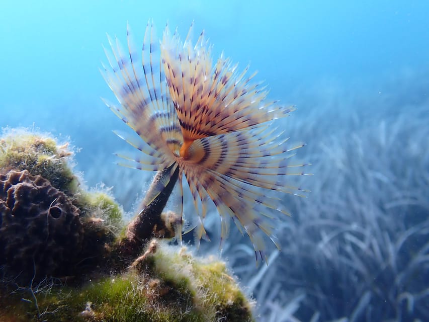 Santorini: Scuba Diving - Timing your morning in Santorini