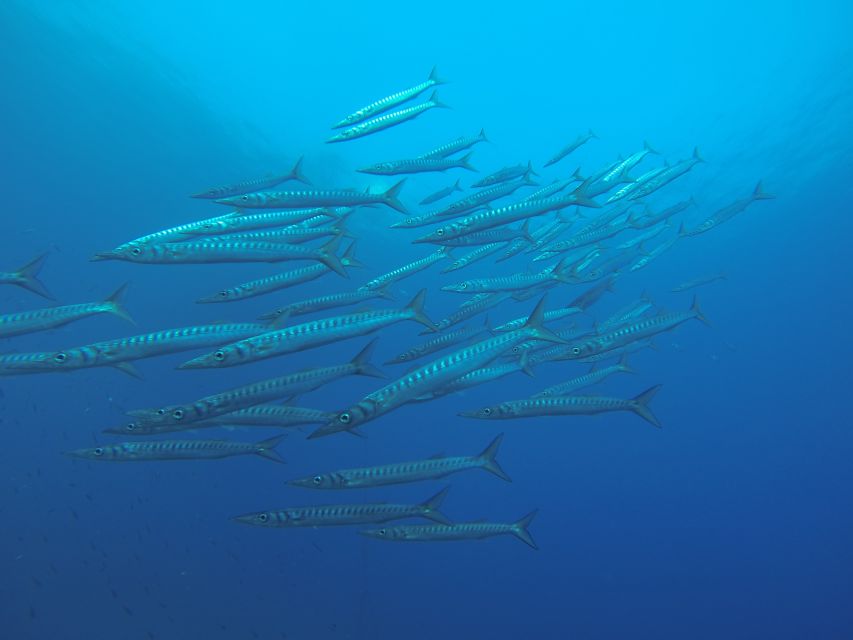 Santorini: Scuba Diving Experience for Beginners - Who should book this Santorini scuba session?