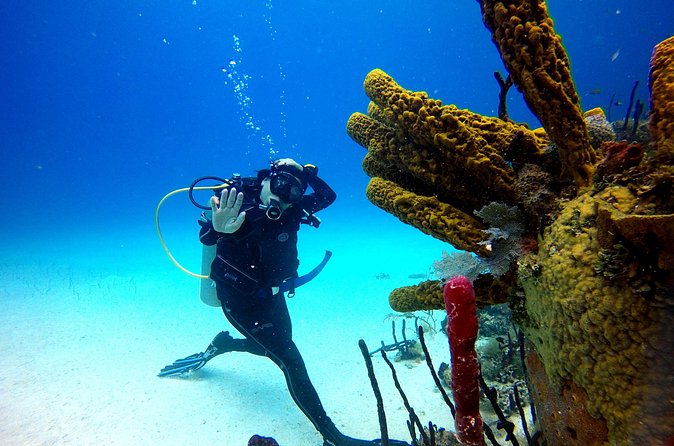 Saona Diving - Lunch, drinks, and the open bar