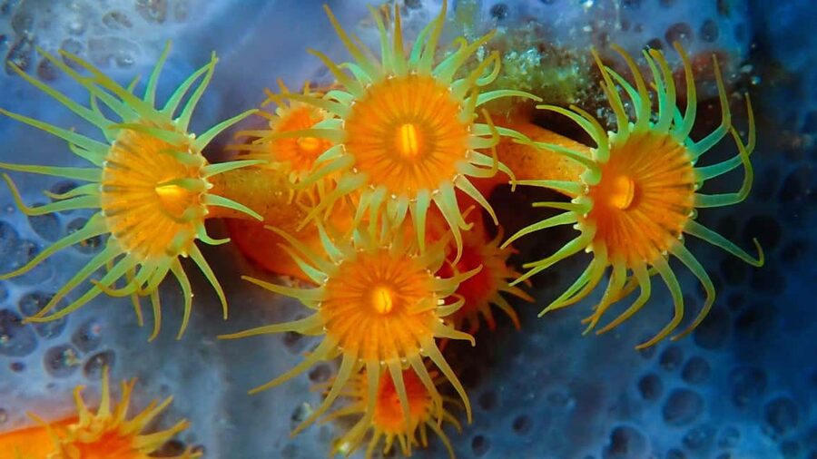 Sardinia, La Maddalena Archipelago: First Dive Experience - Is $187 a Fair Price?