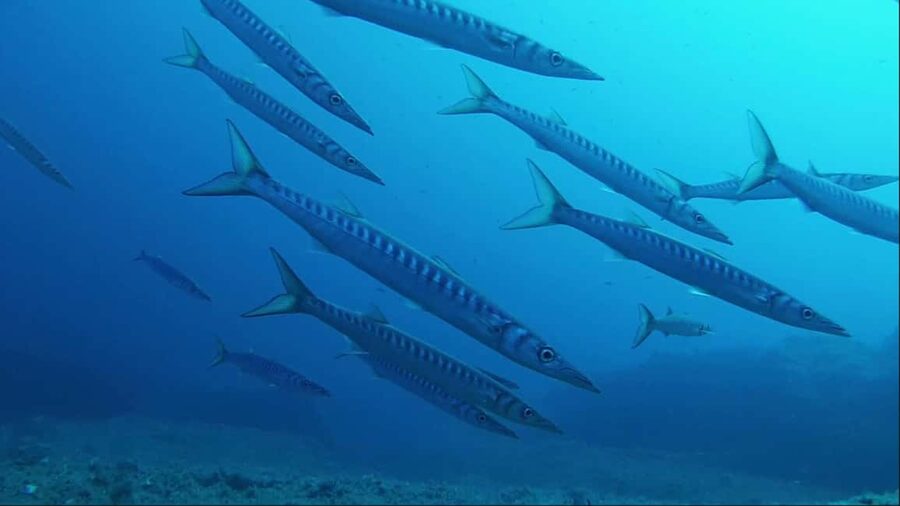 Sardinia, La Maddalena Archipelago: First Dive Experience - My Verdict: Book It If You Want a First Underwater Taste