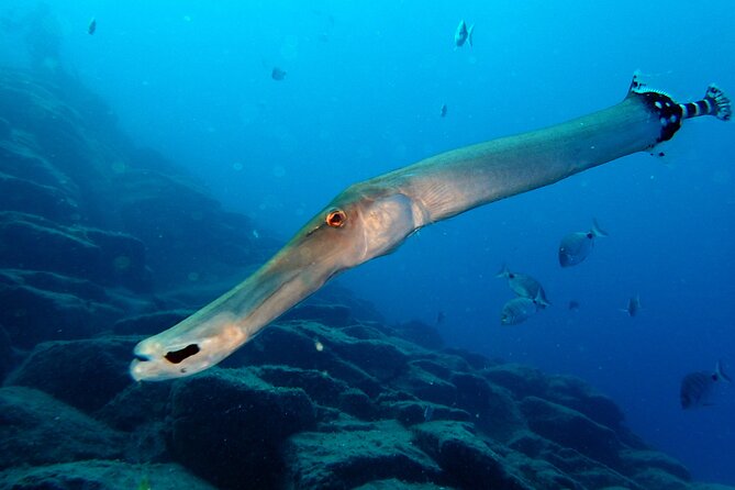 Scuba Adventure – 2 Guided Dives from Our Boat in Tenerife - Starting at Callao Salvaje at 8:30 am