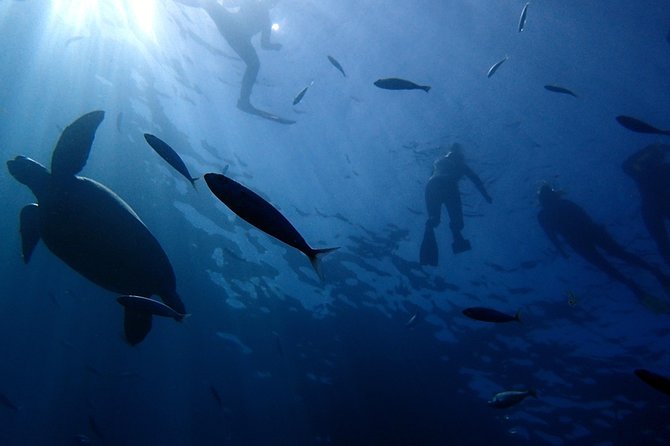 Scuba Adventure – 2 Guided Dives from Our Boat in Tenerife - Boarding the Custom Rigid Inflatable Boat