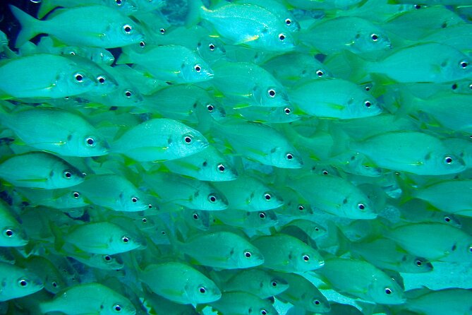 Scuba Adventure – 2 Guided Dives from Our Boat in Tenerife - The Second Session and Marine Life
