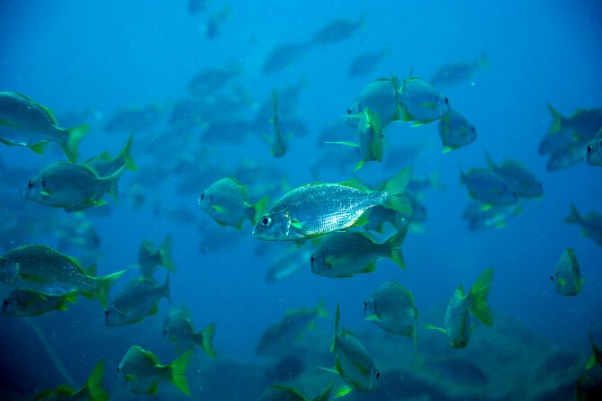 Scuba Adventure – 2 Guided Dives from Our Boat in Tenerife - What the $98.64 Price Really Covers