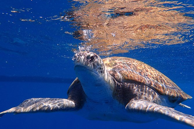 Scuba Adventure – 2 Guided Dives from Our Boat in Tenerife - Who Will Enjoy This Most?