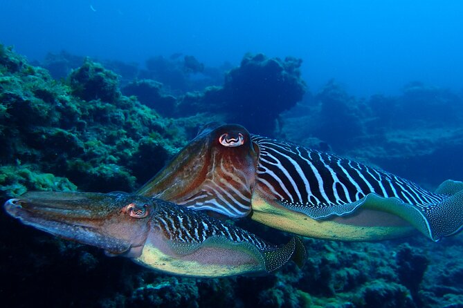 Scuba Adventure – 2 Guided Dives from Our Boat in Tenerife - Booking, Weather, and Useful Preparation
