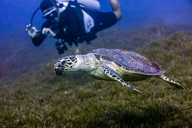 Scuba Dive and Explore Aqaba's Red Sea with a Private Guide - Why Aqaba is a good place to try scuba
