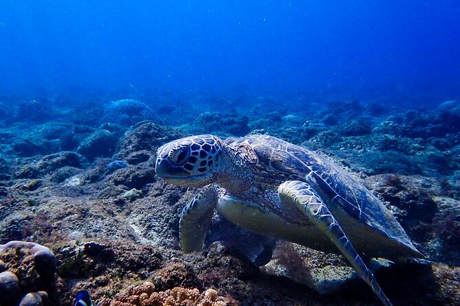 Scuba Dive and Explore Aqaba's Red Sea with a Private Guide - Coral, fish, and the small details below the surface
