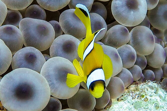 Scuba Dive and Explore Aqaba's Red Sea with a Private Guide - How long you stay underwater