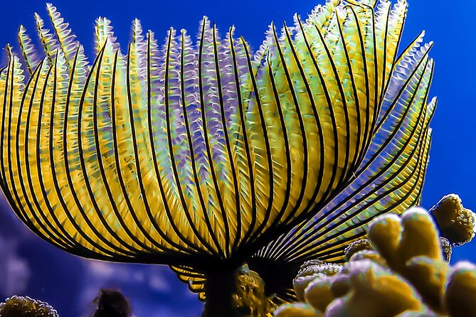 Scuba Dive and Explore Aqaba's Red Sea with a Private Guide - The private format and the guide