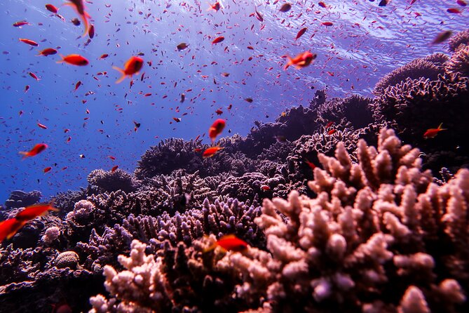 Scuba Dive and Explore Aqaba's Red Sea with a Private Guide - Is $55 a fair price?