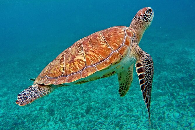 Scuba Dive and Snorkel Private Charter in Puerto Rico - Practical details before you book