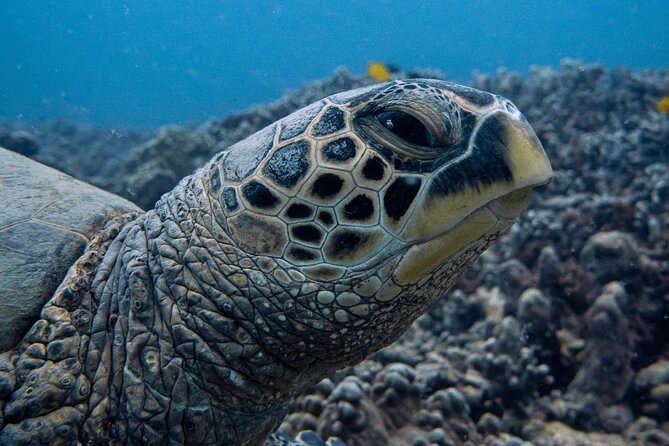 Scuba Dive at Electric Beach - Why Electric Beach makes a good first underwater outing